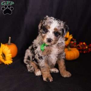 Ron, Mini Bernedoodle Puppy